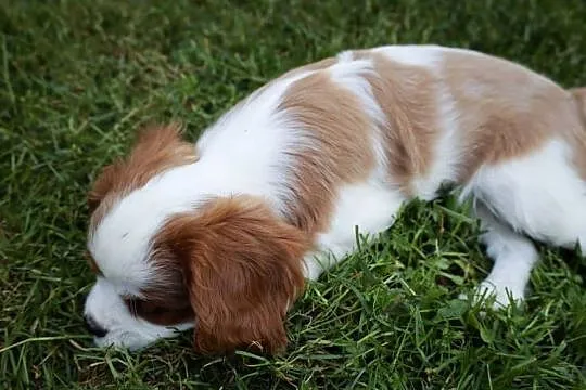 Cavalier King Charles Spaniel dziewczynka, Małopolskie, Szczucin