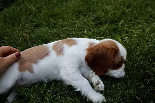 Cavalier King Charles Spaniel dziewczynka, Małopolskie, Szczucin