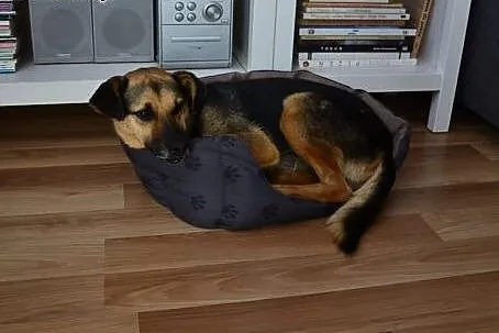 Cudaczek to piękny pieszczoszek - czy ktoś da mu b