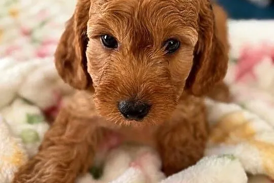 Cockapoo f1b śliczne szczenięta