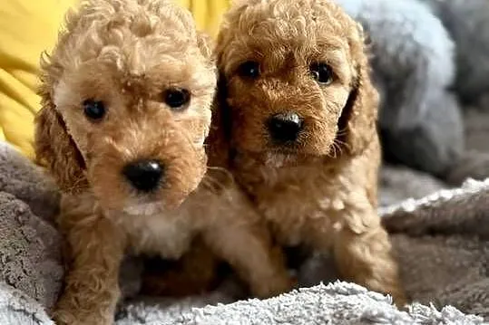 Cockapoo f1b śliczne szczenięta, Świętokrzyskie, Brody