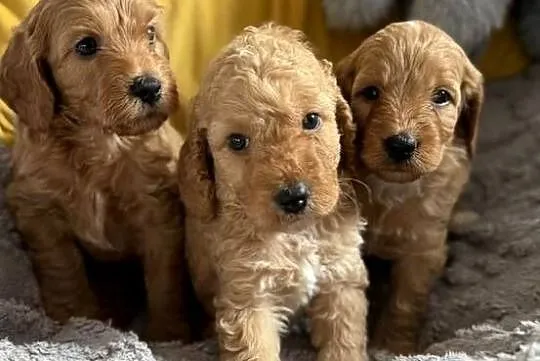 Cockapoo f1b śliczne szczenięta, Świętokrzyskie, Brody