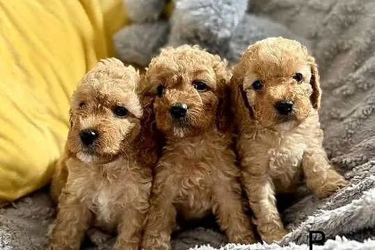 Cockapoo f1b śliczne szczenięta, Świętokrzyskie, Brody