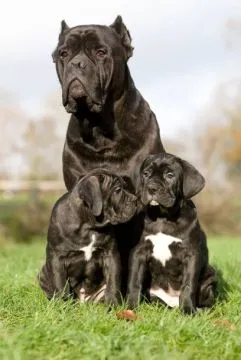 Oszałamiające szczenięta Cane Corso dostępne na sprzedaż., , Zielona Góra