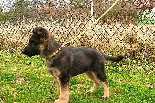 Owczarek niemiecki, Mazowieckie, Wola Pieczyska