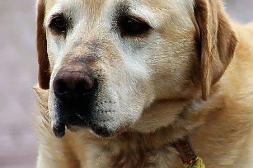 RINGO - biszkoptowy labrador,  mazowieckie Warszaw