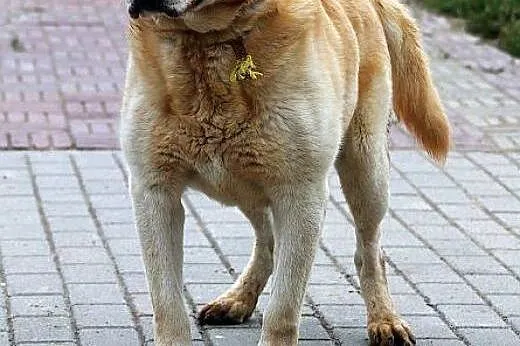 RINGO - biszkoptowy labrador,  mazowieckie Warszaw