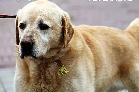 RINGO - biszkoptowy labrador,  mazowieckie Warszaw
