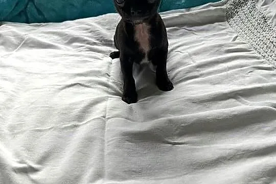 Czarny piesek Chihuahua szuka kochającego domu