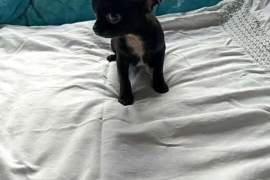 Czarny piesek Chihuahua szuka kochającego domu, Mazowieckie, Płońsk