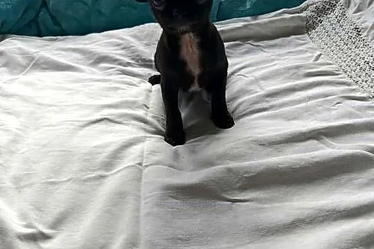 Czarny piesek Chihuahua szuka kochającego domu, Mazowieckie, Płońsk