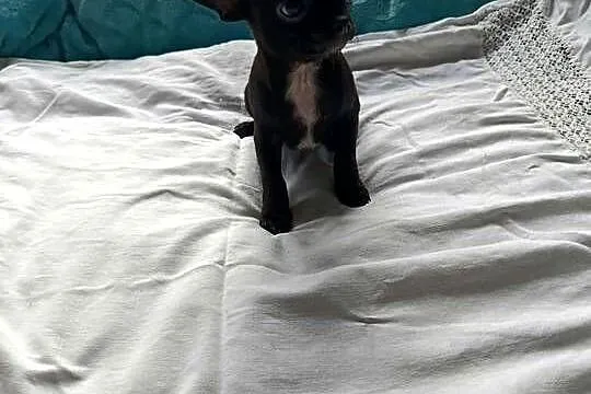 Czarny piesek Chihuahua szuka kochającego domu, Mazowieckie, Płońsk