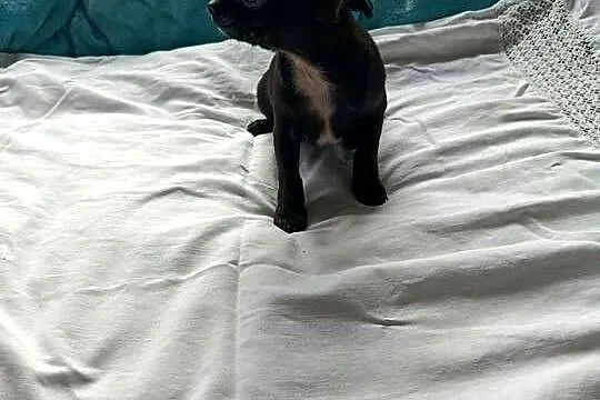 Czarny piesek Chihuahua szuka kochającego domu, Mazowieckie, Płońsk