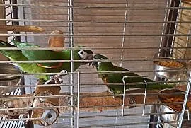 Sprzedam parę papugi ara nobilis , Kamionki