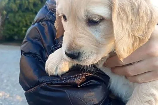 Golden retriever