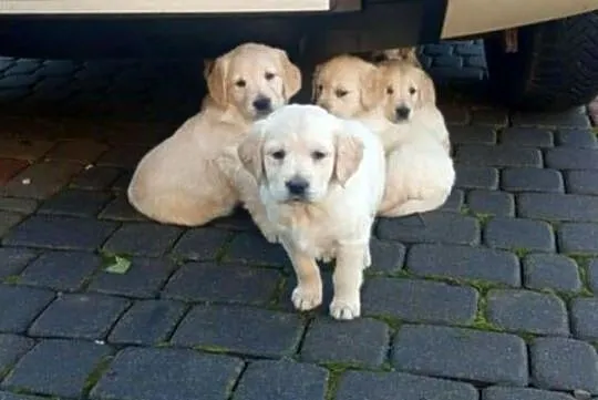 Golden retriever, Świętokrzyskie, Gągolin