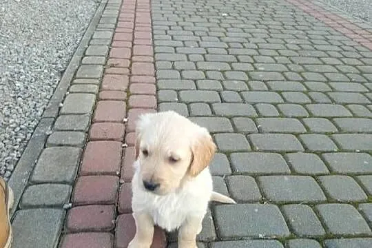 Golden retriever, Świętokrzyskie, Gągolin