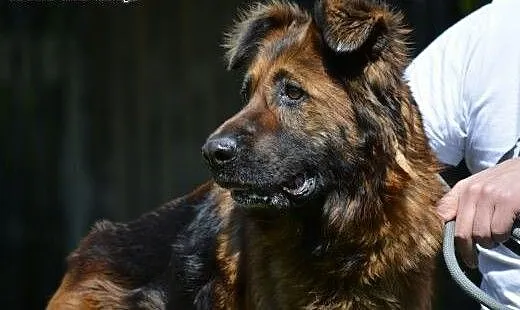 Aza w typie owczarka czeka na dom! , świętokrzysk