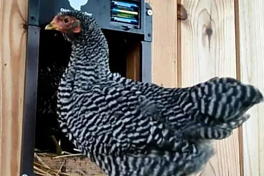 Kogutki Australorp, Amrock, Bielefeld