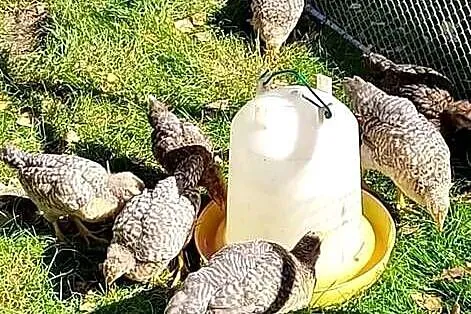 Kogutki Australorp, Amrock, Bielefeld, Mazowieckie, Mrozy