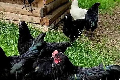 Kogutki Australorp, Amrock, Bielefeld, Mazowieckie, Mrozy