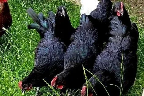 Kogutki Australorp, Amrock, Bielefeld, Mazowieckie, Mrozy