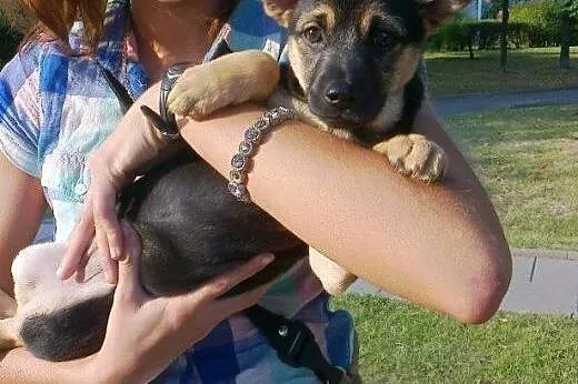 Sunia z pudła do adopcji!!!,  łódzkie Łódź