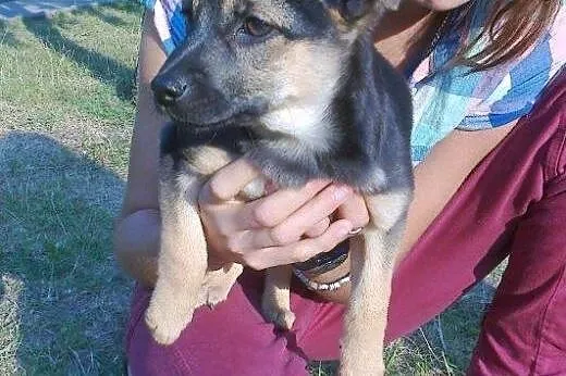 Sunia z pudła do adopcji!!!,  łódzkie Łódź