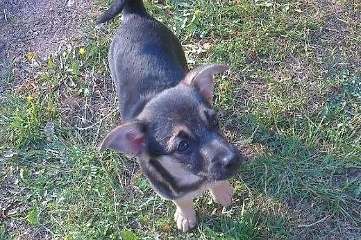 Sunia z pudła do adopcji!!!,  łódzkie Łódź