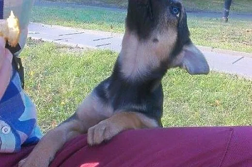 Sunia z pudła do adopcji!!!,  łódzkie Łódź