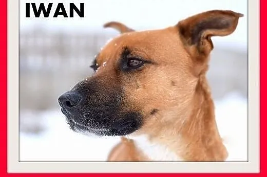 IWAN,17kg,średni,wesoły,przyjazny,towarzyski pies do adopcji,  śląskie Katowice