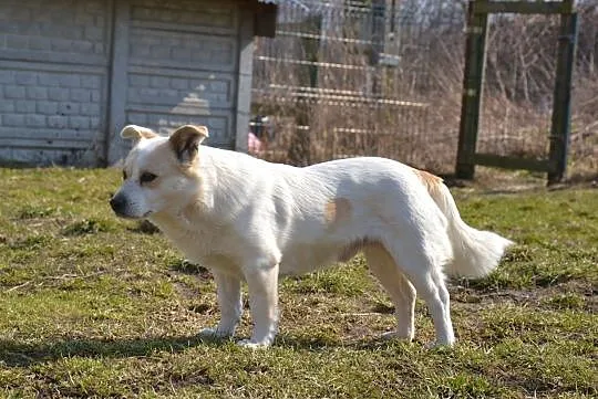 Kremek-drobny, przestraszony maluch za kratami, pilnie szuka dobrej duszy!, Śląskie, Katowice