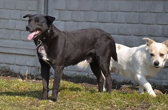 Kremek-drobny, przestraszony maluch za kratami, pilnie szuka dobrej duszy!, Śląskie, Katowice
