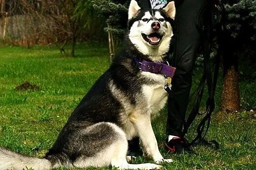 Bolo - przyjazny cwaniak, cudowny husky do adopcji, Kundelki cała Polska
