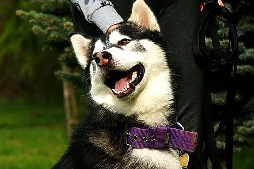 Bolo - przyjazny cwaniak, cudowny husky do adopcji