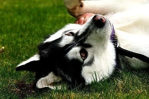 Bolo - przyjazny cwaniak, cudowny husky do adopcji