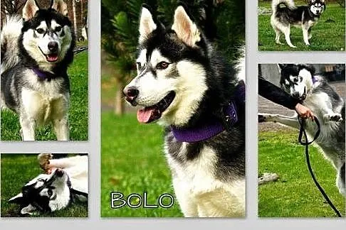 Bolo - przyjazny cwaniak, cudowny husky do adopcji