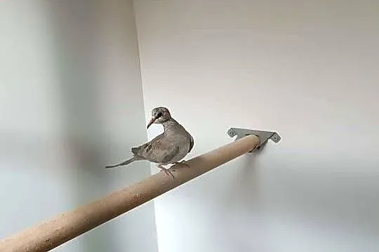 Gołąbki Kaplandzkie, Małopolskie, Koźmice Wielkie