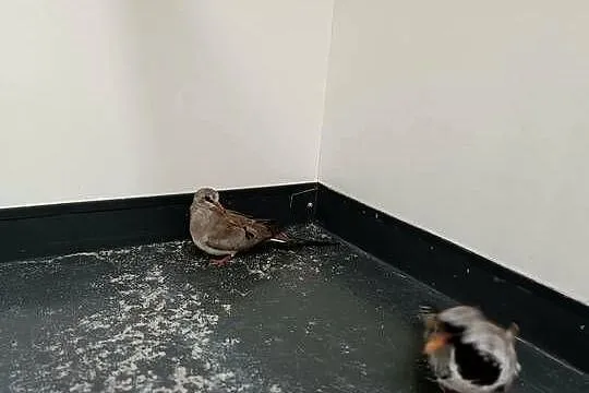 Gołąbki Kaplandzkie, Małopolskie, Koźmice Wielkie