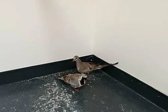 Gołąbki Kaplandzkie, Małopolskie, Koźmice Wielkie
