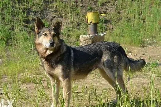 Beti-starsza, zagłodzona, poraniona suczka