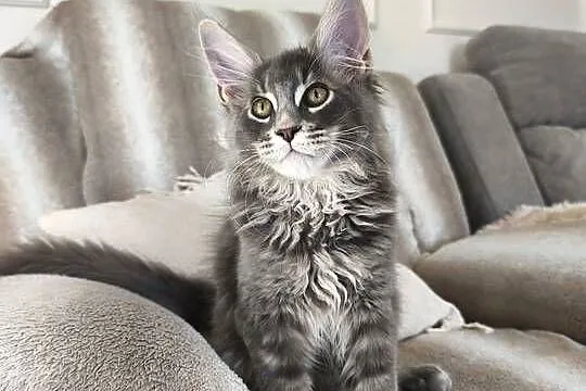 Kocurek Maine coon Axel, Podkarpackie, Lipa
