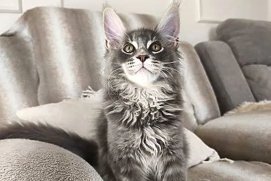 Kocurek Maine coon Axel, Podkarpackie, Lipa