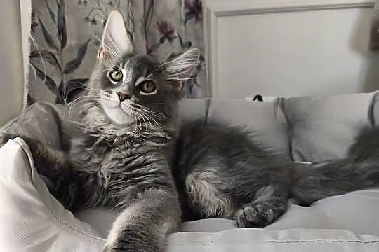 Kocurek Maine coon Axel, Podkarpackie, Lipa