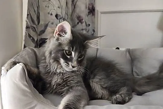 Kocurek Maine coon Axel, Podkarpackie, Lipa