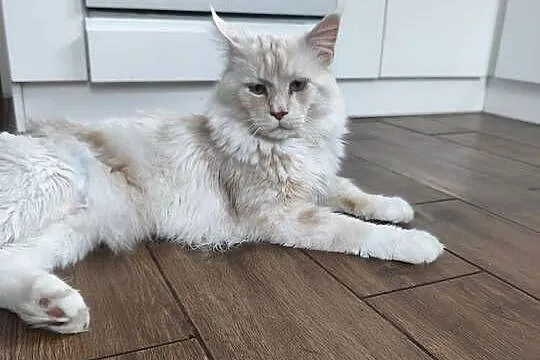 Kocurek Maine coon Axel, Podkarpackie, Lipa