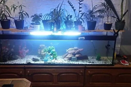 Akwarium 500l