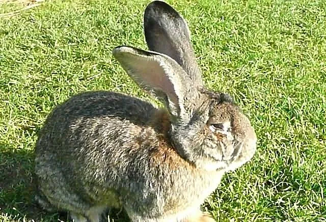 Kupię Samca Olbrzyma Belgijskiego o wadze 9-10kg w