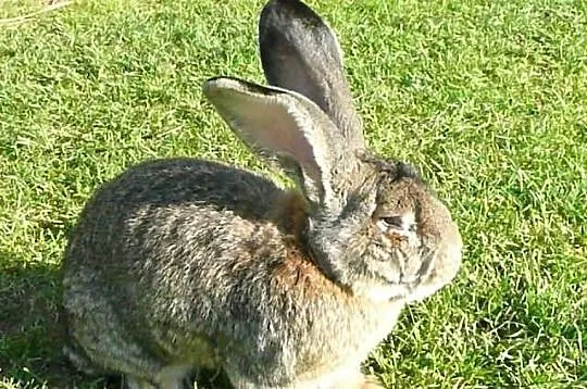 Kupię Samca Olbrzyma Belgijskiego o wadze 9-10kg w