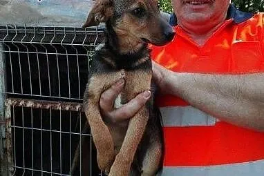 Alarm WOJTYSZKI &#8211; 3 szczeniaki do pilnej